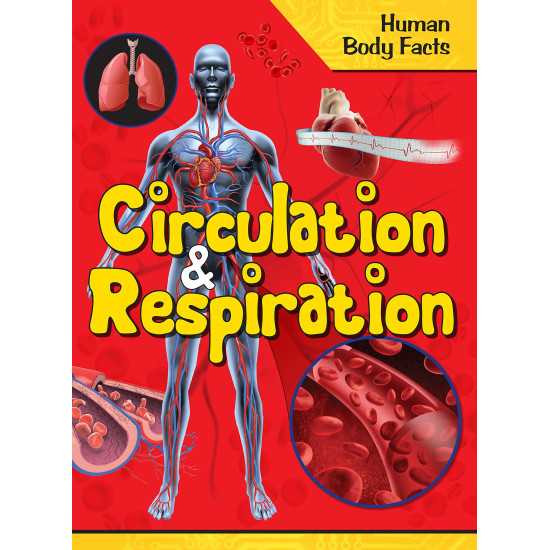 Circulation and Respiration - Human Body Facts