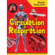 Circulation and Respiration - Human Body Facts