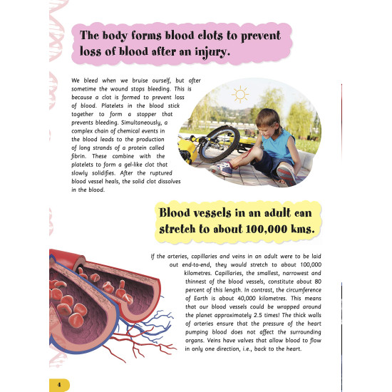 Circulation and Respiration - Human Body Facts