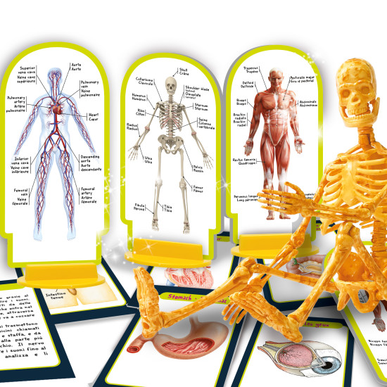 Human Body - I'M A Genius Science