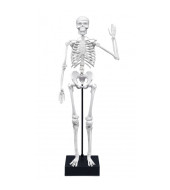 Skeleton 45 cm