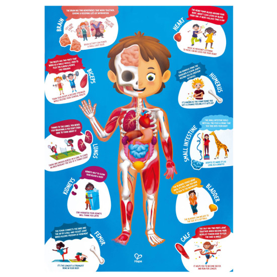 Human Body Puzzle - Hape