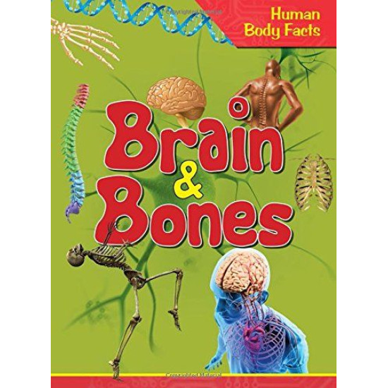 Brain and Bones- Human Body Facts